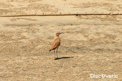 ���� ������� ������